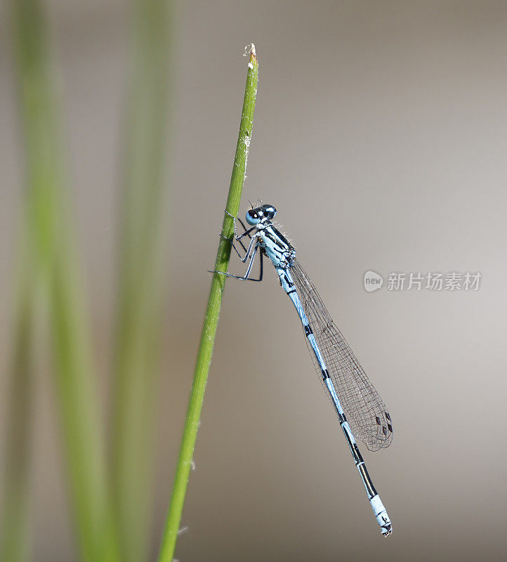 天蓝色(Coenagrion puella)雄性